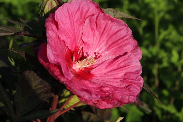 Hibiscus moscheutos Staudenhibiskus 'Berry Awesome'