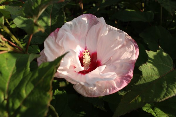 Hibiscus moscheutos, Staudenhibiskus 'Cherry Cheesecake