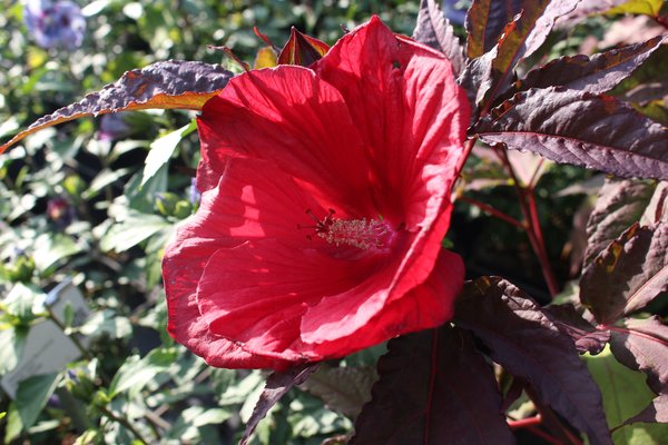 Hibiscus moscheutos, Staudenhibiskus 'Midnight Marvel' Hibiscus moscheutos, Staudenhibiskus 'Midnight Marvel'