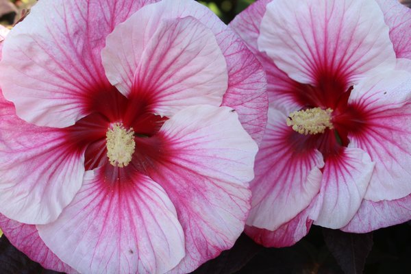 Hibiscus moscheutos, Staudenhibiskus 'Perfect Storm' Hibiscus moscheutos, Staudenhibiskus 'Perfect Storm'