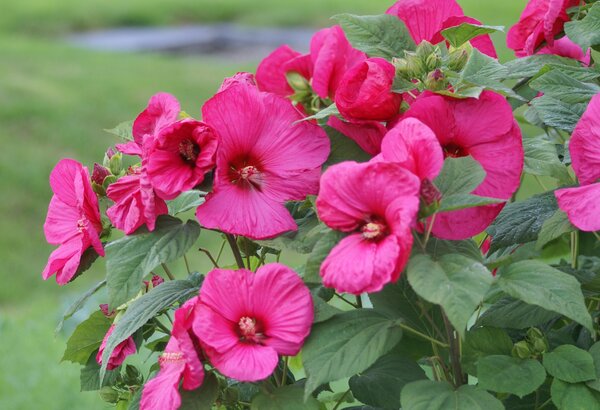 Hibiscus moscheutos, Staudenhibiskus, Sumpfeibisch, Riesenhibiskus, Staude, Hibiskus