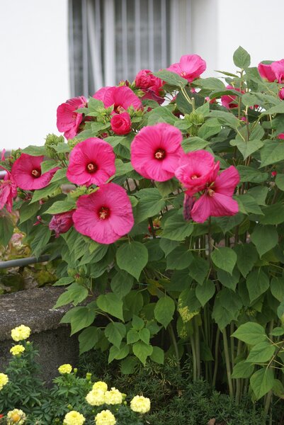 Hibiscus moscheutos, Staudenhibiskus, Sumpfeibisch, Riesenhibiskus, Staude, Hibiskus