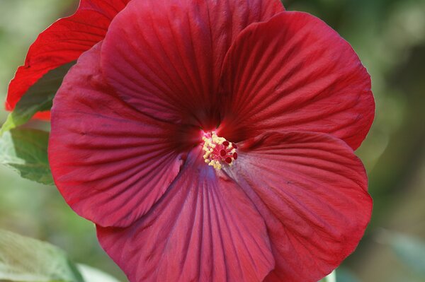 Hibiscus moscheutos Fireball, Garteneibisch, Sumpfeibisch