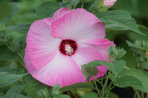 Hibiscus moscheutos Kopper King, Staudenhibiskus, Sumpfeibisch, Riesenhibiskus, Staude, Hibiskus