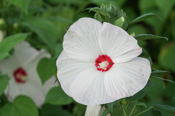 Hibiscus moscheutos Old Yella, Staudenhibiskus, Sumpfeibisch, Riesenhibiskus, Staude, Hibiskus