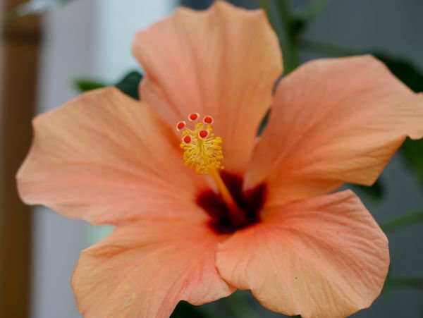 Hibiskus Arten