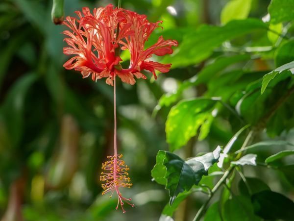 Hibiskus Arten