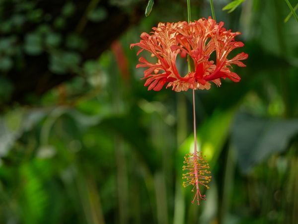 Hibiskus Arten