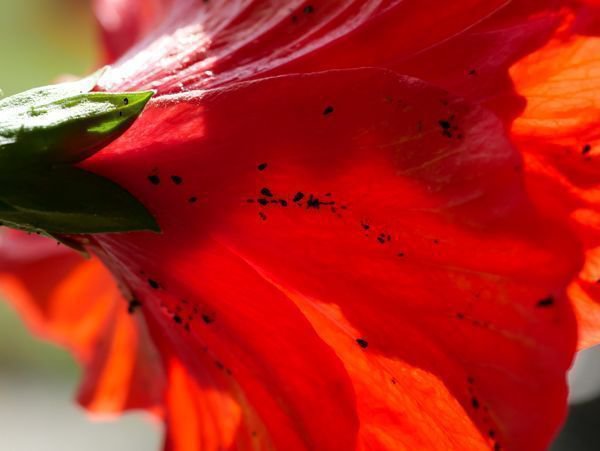 Hibiscus rosa sinensis