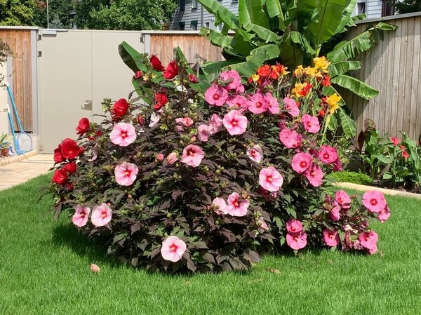 Hibiskus 'Kopper King' (S), Hibiscus moscheutos 