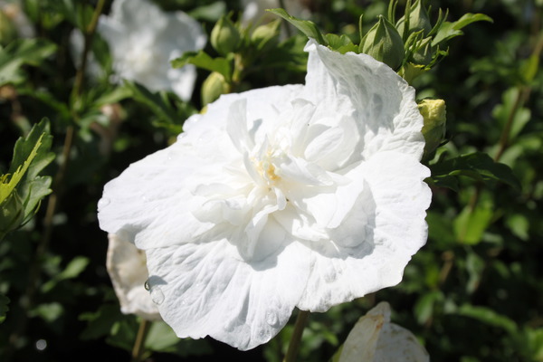 Hibiskus, Eibisch 'White Chiffon'® (Hibiscus syriacus 'White Chiffon'®) Hibiskus, Eibisch 'White Chiffon'® (Hibiscus syriacus 'White Chiffon'®)
