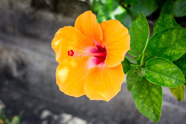 Hibiskus mit orangener Blüte.