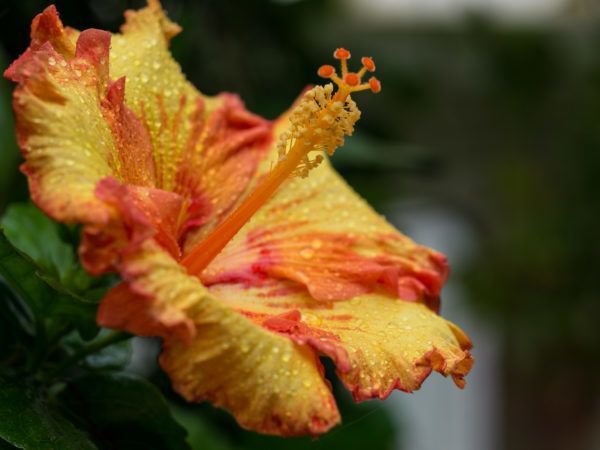 Garten im August