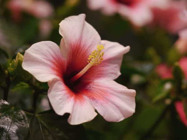 Rosa Hibiskus Blüte