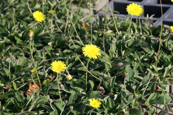 Hieracium pilosella