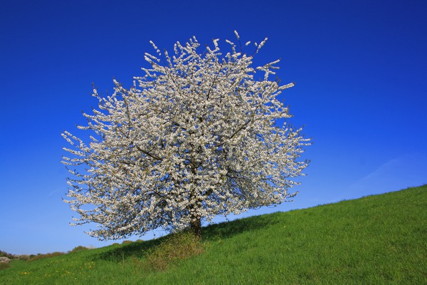  Ab wann tragen Obstbäume Früchte?