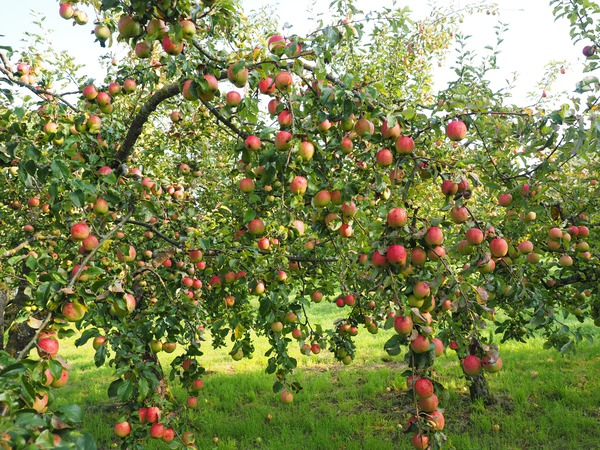  Apfelbaum mit reichlich Früchten