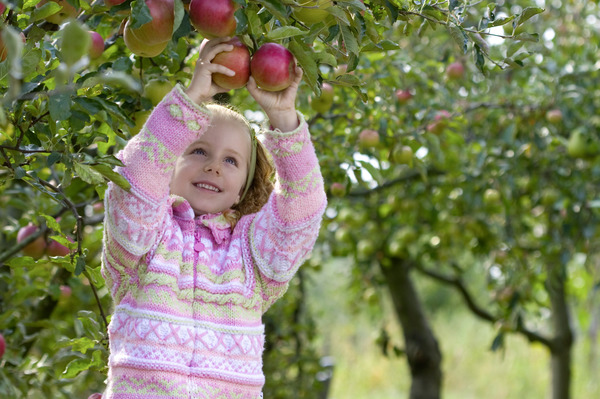 Apfelbaum ohne Früchte - was dagegen tun?