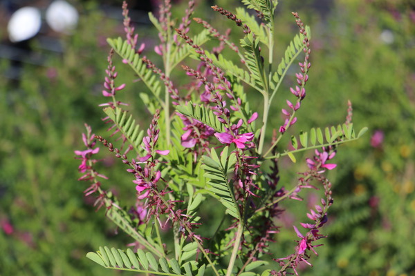 indigofera heterantha