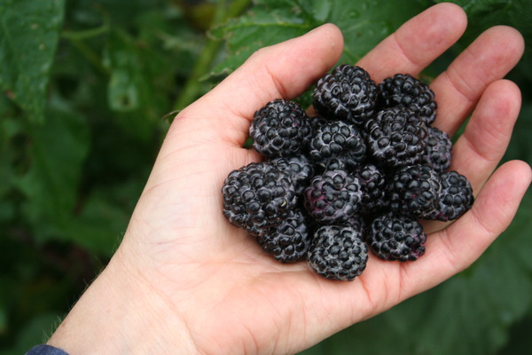 Himbeeren gesund Black Jewel Lubera