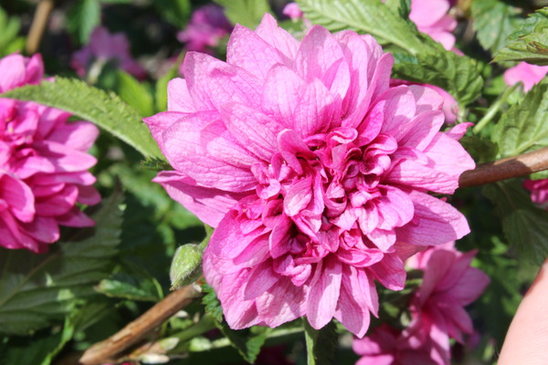 gefüllte, rosa Blüte in Nahaufnahme