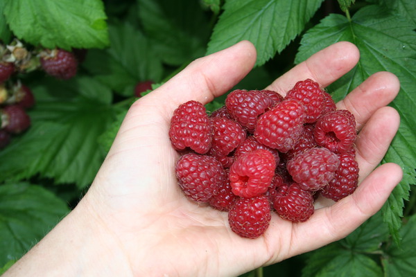 Sommerhimbeeren Sanibelle