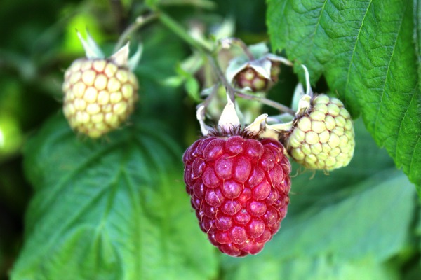 groÃe Früchte