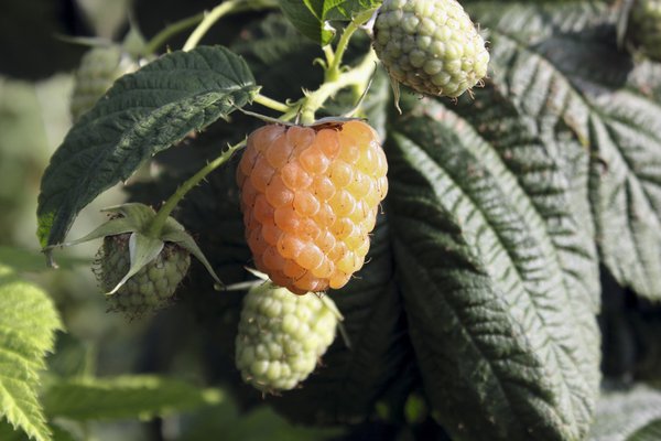 Twotimer Gelbe Sugana, Himbeeren pflücken