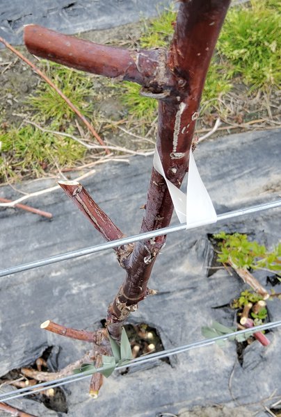 Himbeeren schneiden Lubera