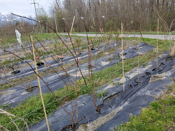 Himbeeren schneiden Lubera