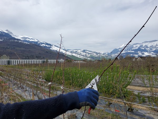 Himbeeren schneiden Lubera