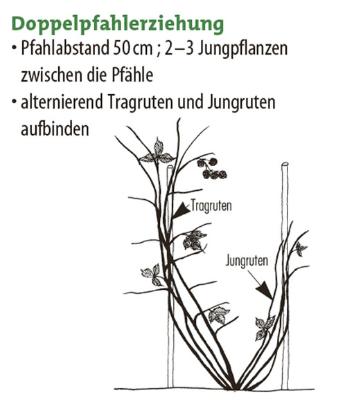 Himbeeren pflanzen, Lubera