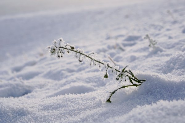 Hirtentäschel im Schnee.