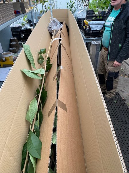 Hochstamm Versand Buchs und BZ Paket Lieferung Apfelbaum Obstbaum