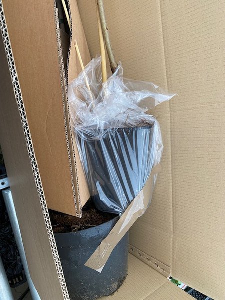 Hochstamm Versand Buchs und BZ Paket Lieferung Apfelbaum Obstbaum
