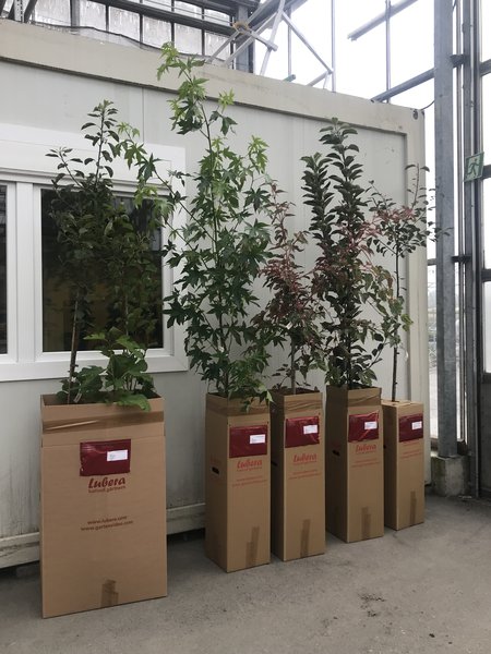 Hochstamm Versand Buchs und BZ Paket Lieferung Apfelbaum Obstbaum