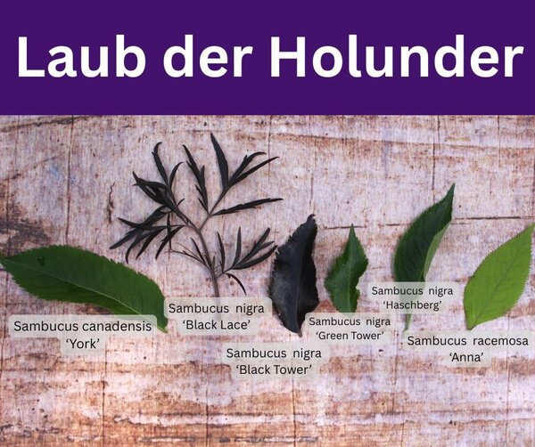 Holunder Pflanzen, Lubera