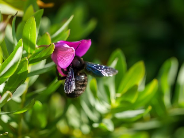 Holzbiene und Kreuzblume Polygala myrtifolia