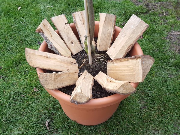 Holzscheiten gegen Amseln