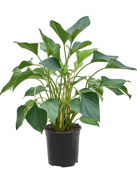 Homalomena emerald red, Busch, im 19cm Topf, H�he 45cm, Breite 35cm