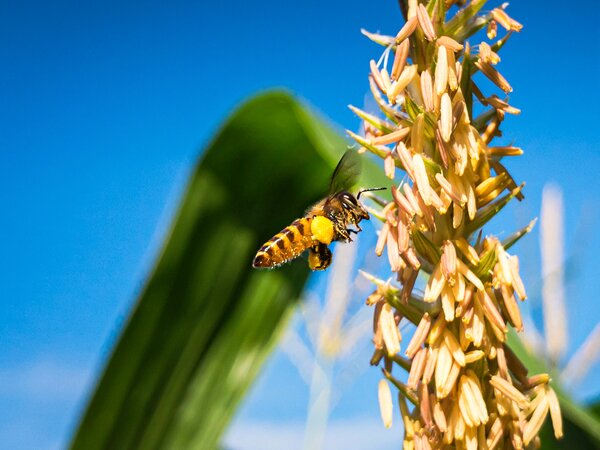 Honigbiene Maisbl�te, Zea mays