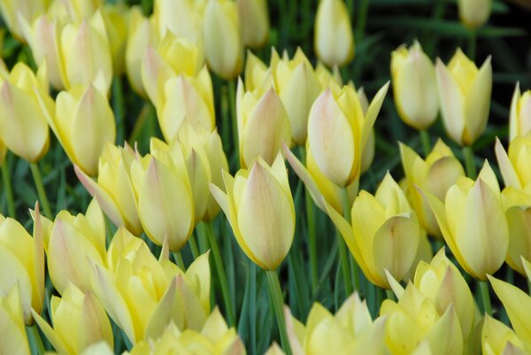 Wildtulpe 'Honky Tonk'