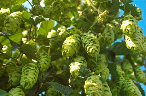 Waldgarten, Hopfenpflanze Merkur, Lubera