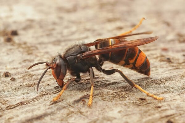 Hornisse asiatische, Vespula velutina (Shutterstock)