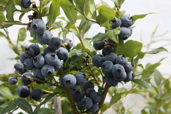 Heidelbeere Hortblue Petite, heidelbeeren im topf