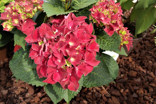 Hortensie, Ballhortensie 'Royal Red'® dunkelrote Blüten