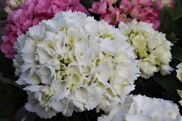 Die reinweissen Blüten von Hydrangea macrophylla 'Schneeball' Die reinweissen Blüten von Hydrangea macrophylla 'Schneeball'