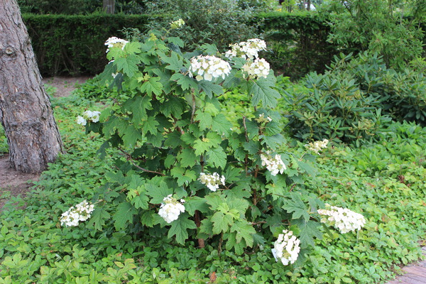 Eichenblättrige Hortensie (Hydrangea quercifolia)