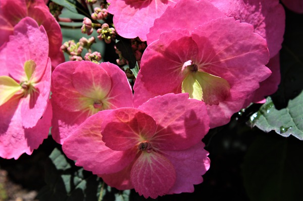 Hydrangea serrata 'Cotton Candy' rosa Blüten