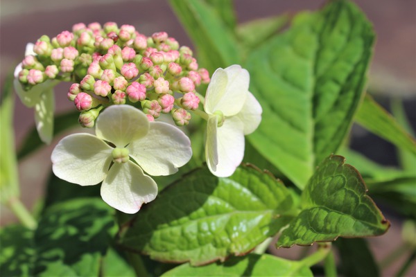 Hortensie, Kleinwchsige Tellerhortensie 'Bluebird'